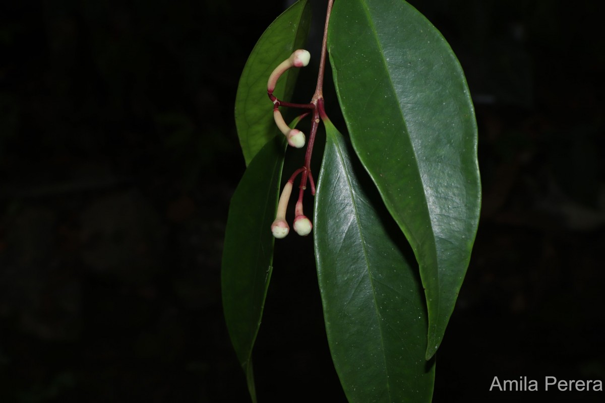 Syzygium cylindricum (Wight) Alston